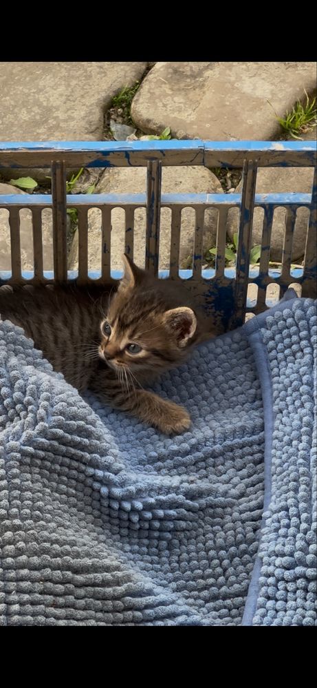 Котики у добрі руки