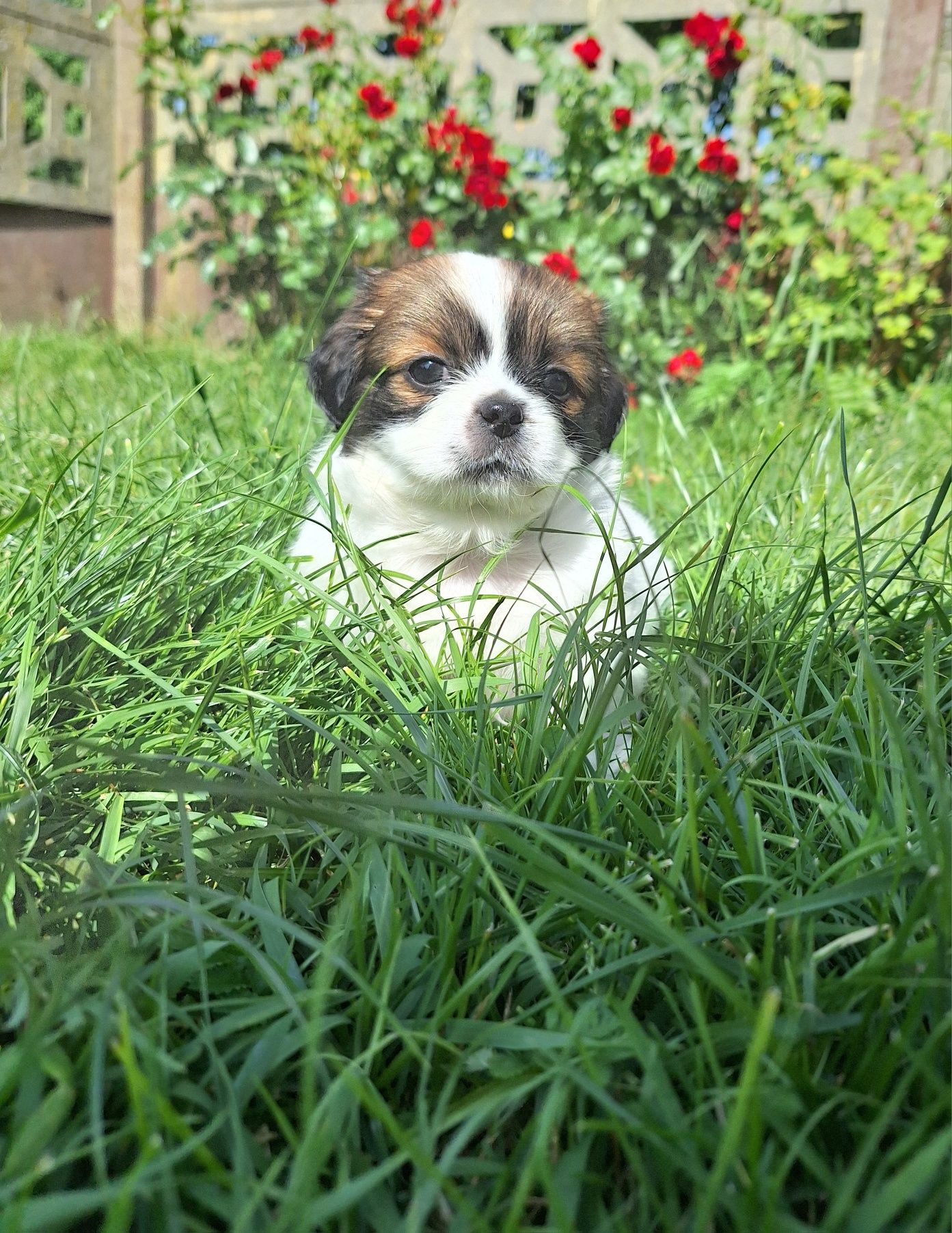 Piękne szczeniaki!!! Zapraszam do rezerwacji! Pekinczyk, nie shih tzu