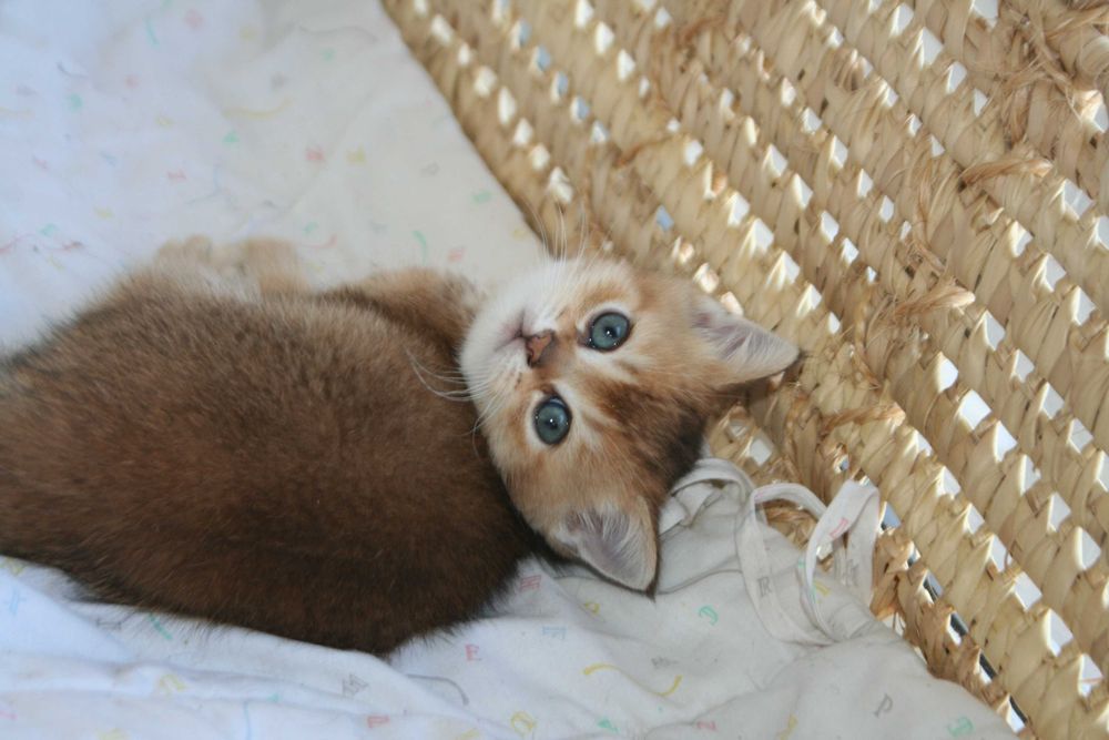 Шиншилятко з розумними очима