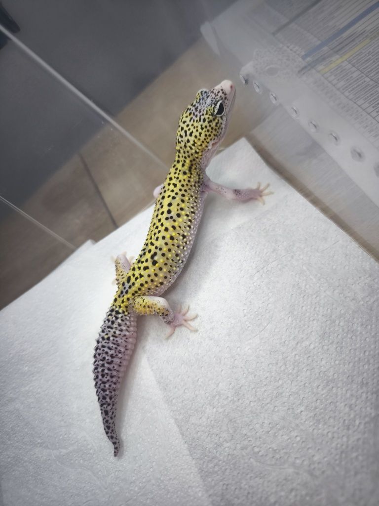 Mack Snow Eclipse het Blizzard het Tremper Albino gekon lamparci