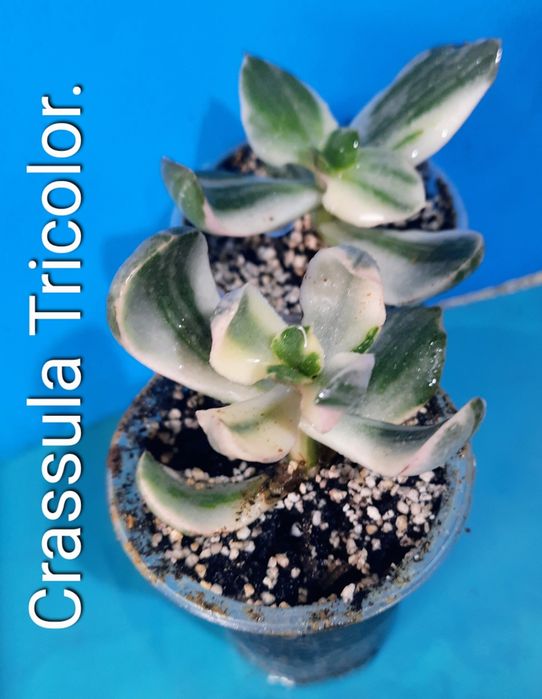 Вариегатные крассулы толстянки денежные деревья суккуленты.