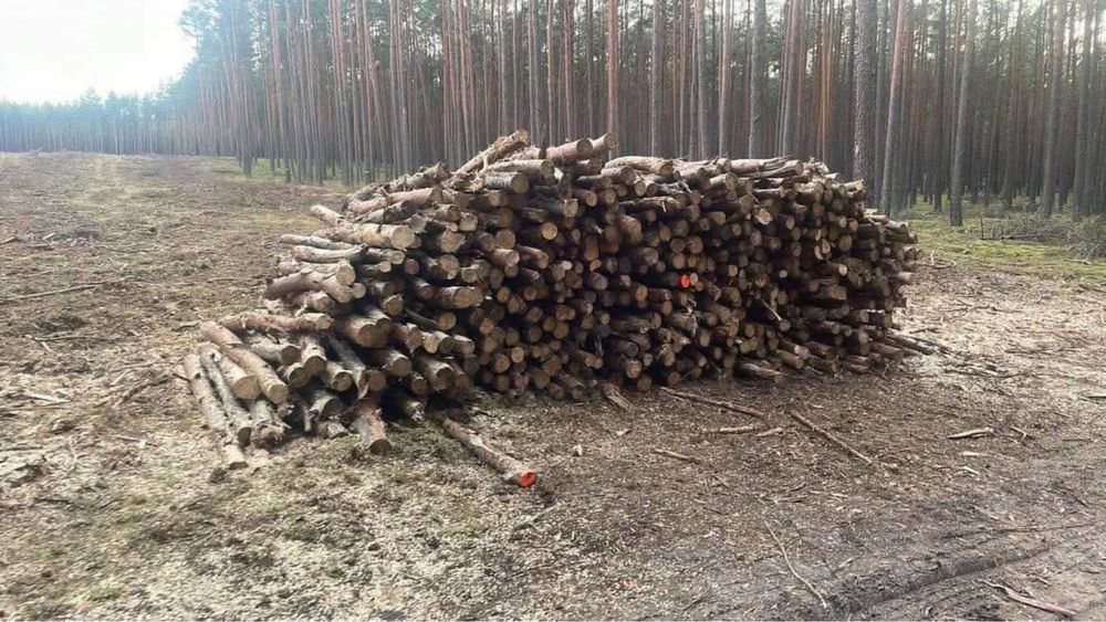 Opał Tanio lisciaste/ iglaste