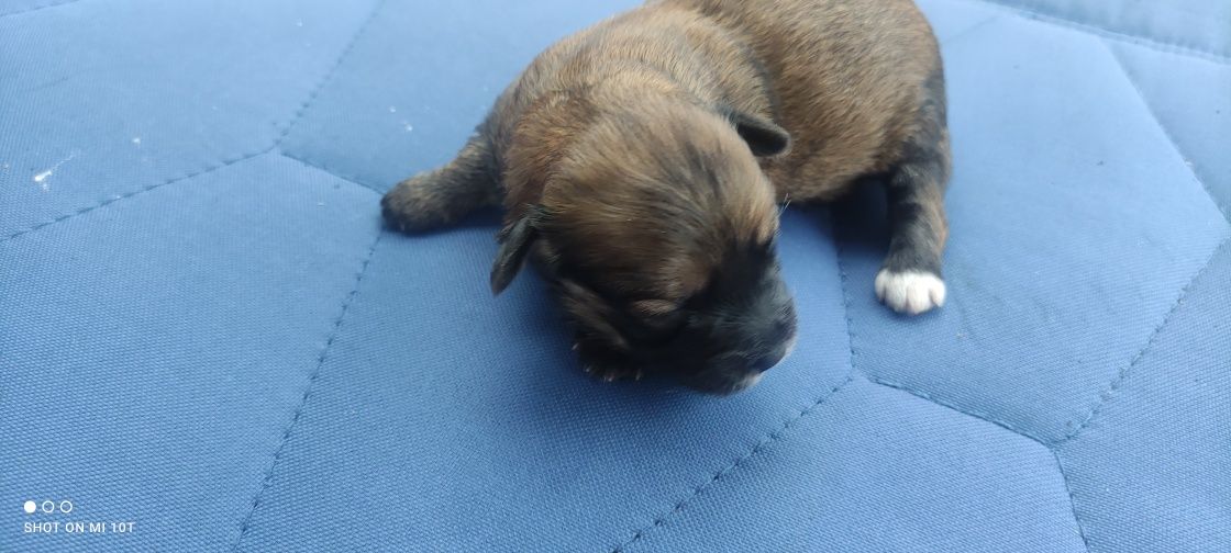 Piesek maltipoo z metryką