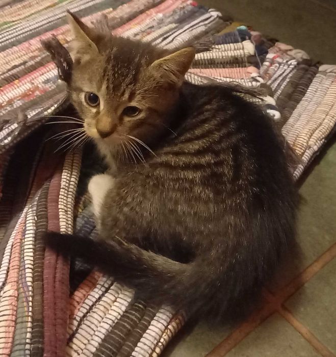 Oddam malego kotka/koteczke