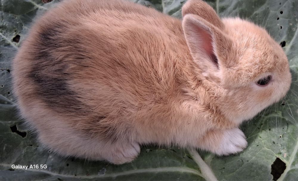 Coelhos anoes ou toy
