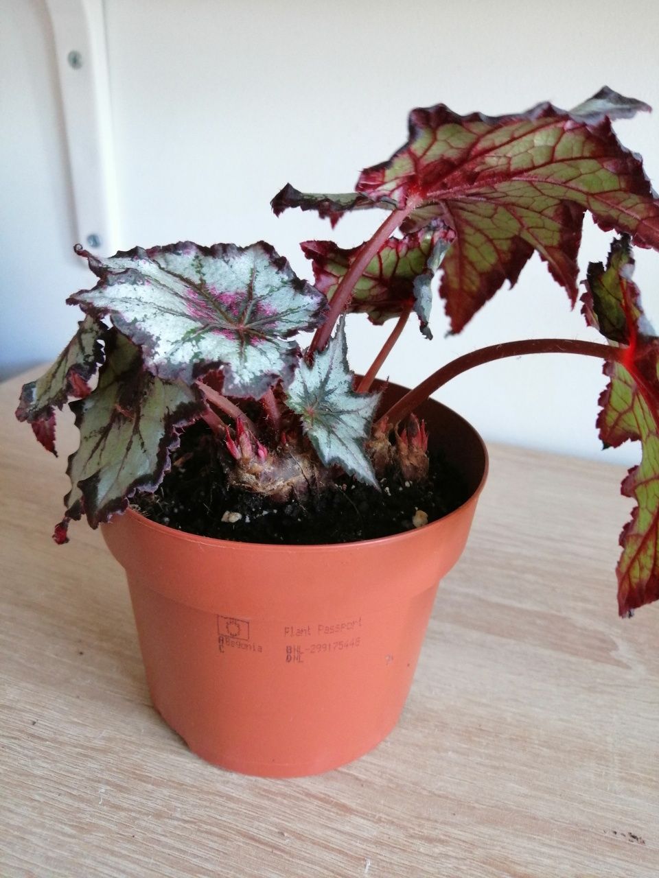 Epipremnum, filodendron, begonia i inne.
