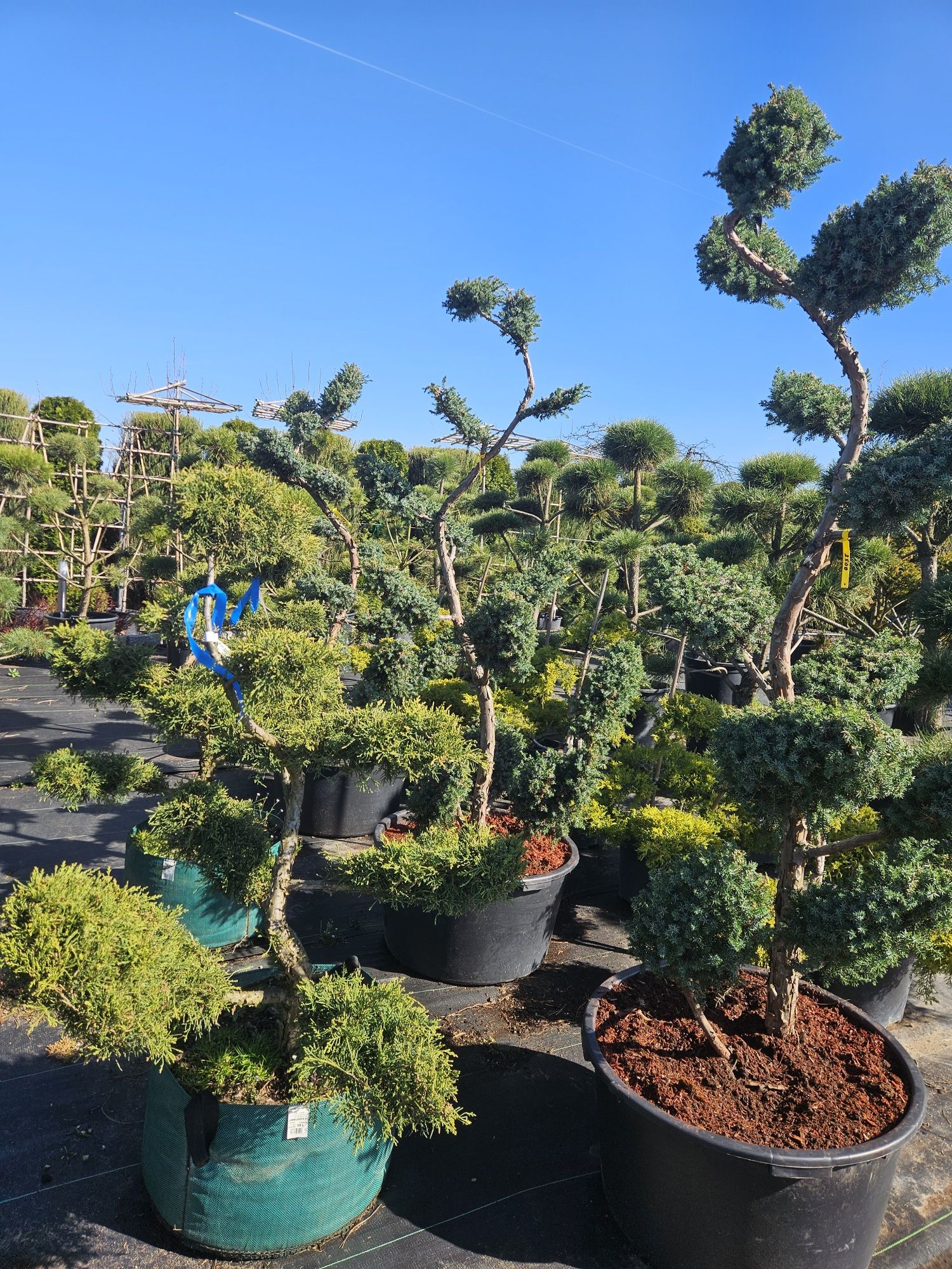 Sosna czarna.Bonsai.Tuje szmaragd.Klon.Katalpa