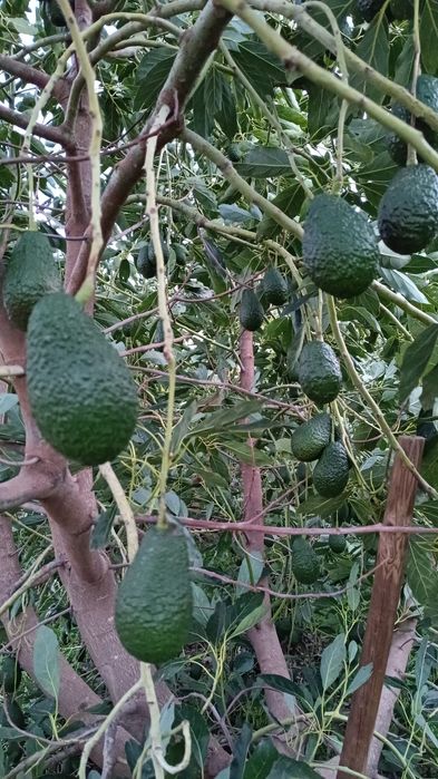 Abacates variedade Hass