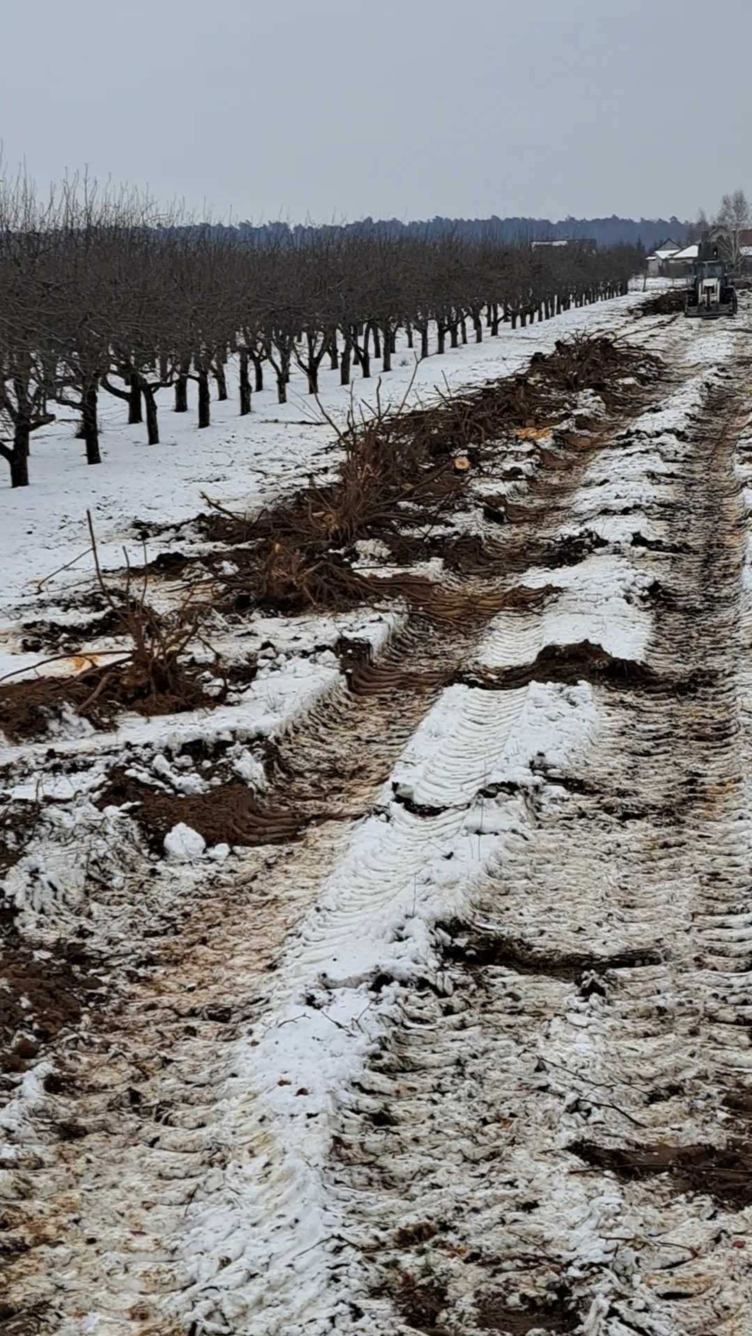Wycinka, karczowanie i usuwanie drzew