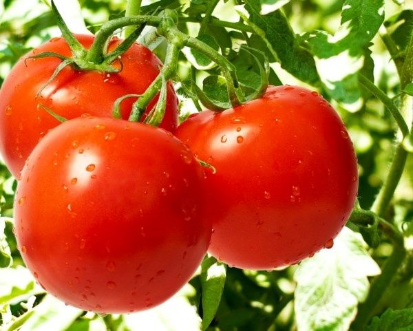 Продам розсаду томатів Санька