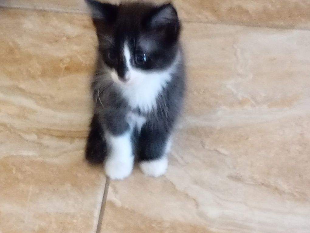 Dá-se gatinho de Santarém até Lisboa