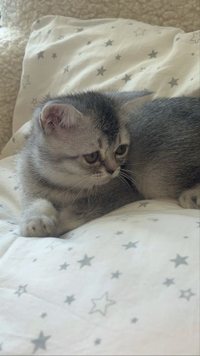 Кошеня британське срібна шиншила . Бейбі фейс