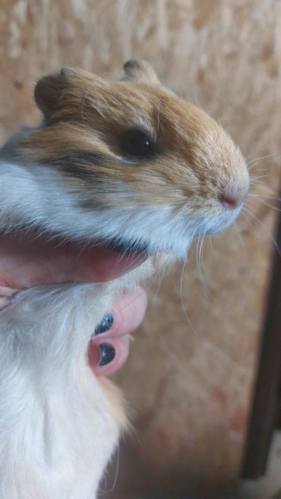 Морські свинки малята