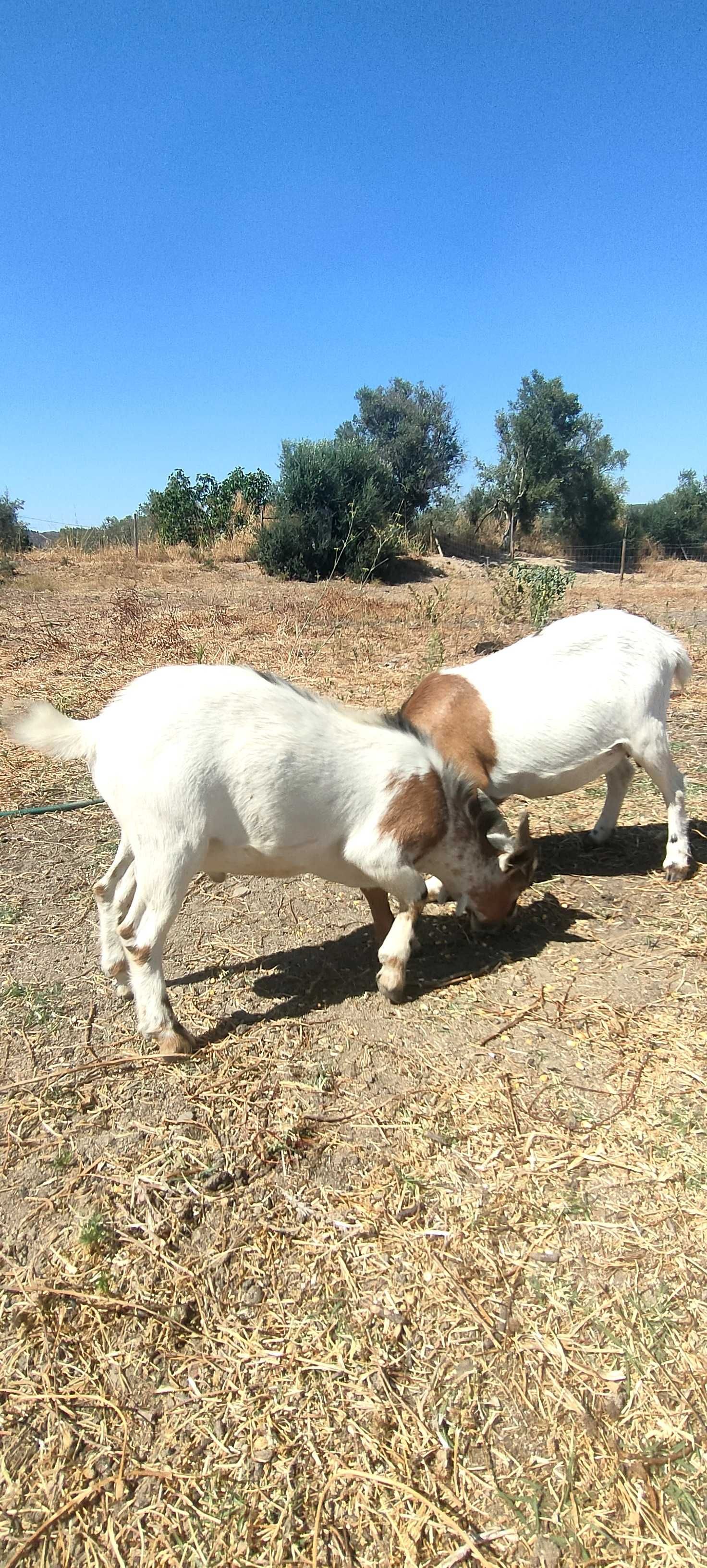 Cabras anãs disponíveis