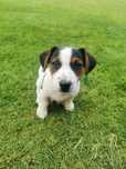 Jack Russell Terrier piesek