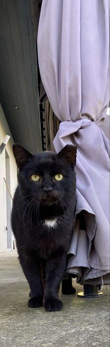 Czarny kocurek szuka domu