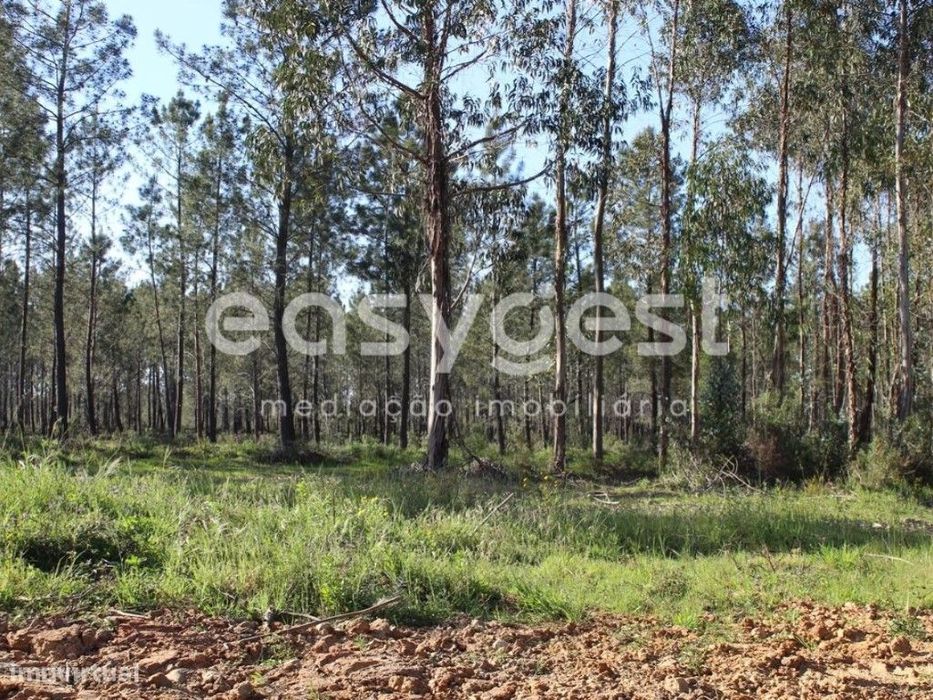Terrenos com área total de 11080m2 maioritariamente Pinhal