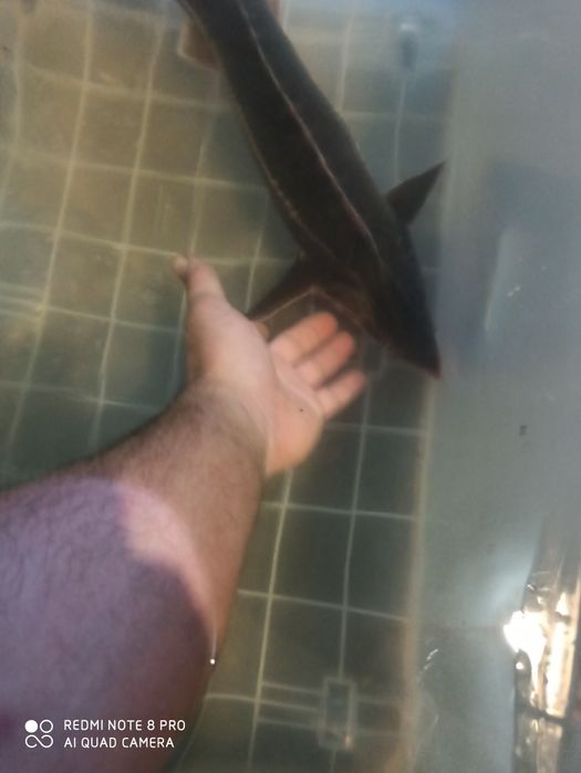 Продається обладнання для рибної ферми