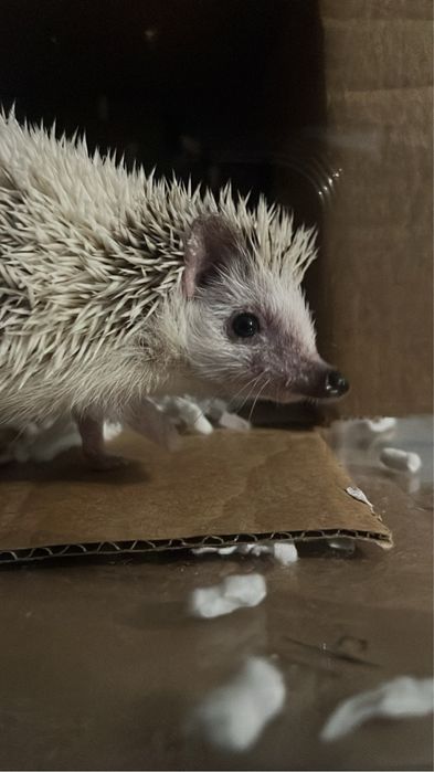 Jeż pigmejski z terrarium i przyborami