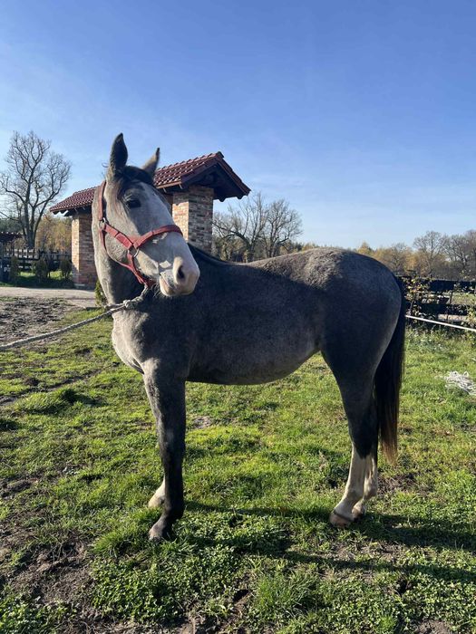 Sprzedam klacz śląska