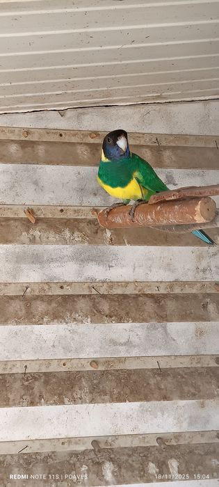 Port Lincoln, ringneks, alexandrinos