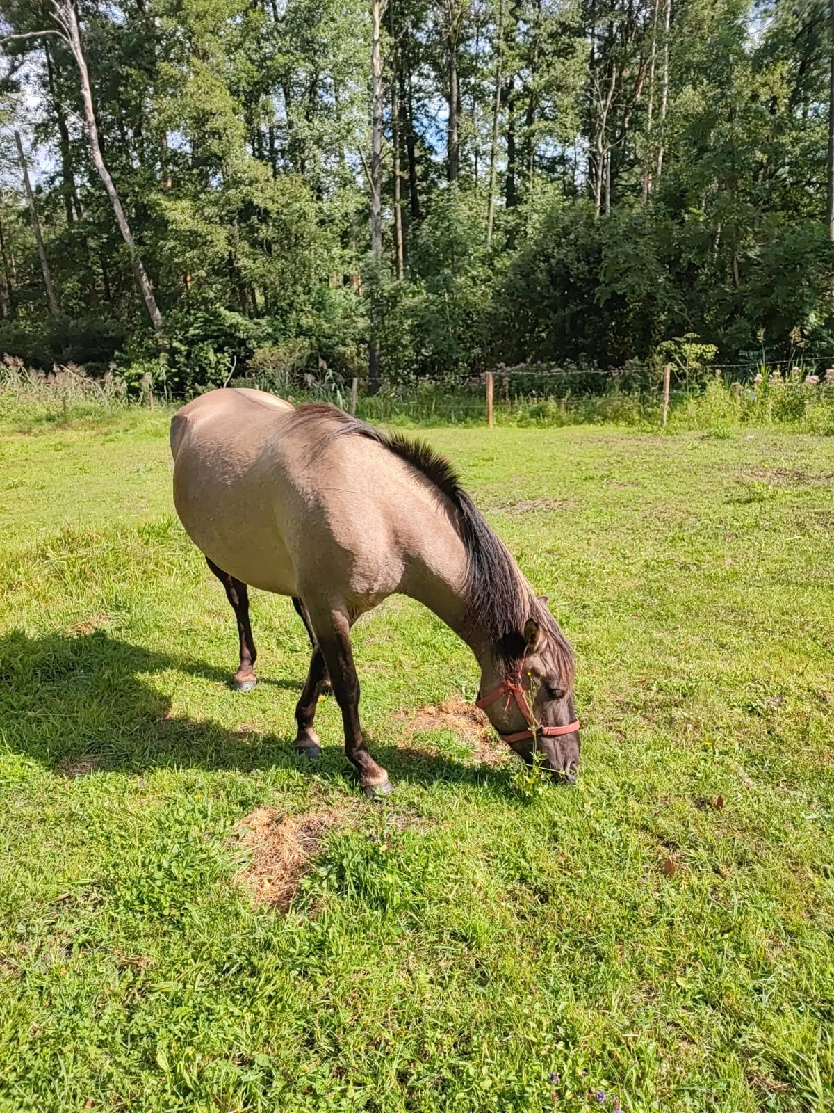 Sprzedam   klacz