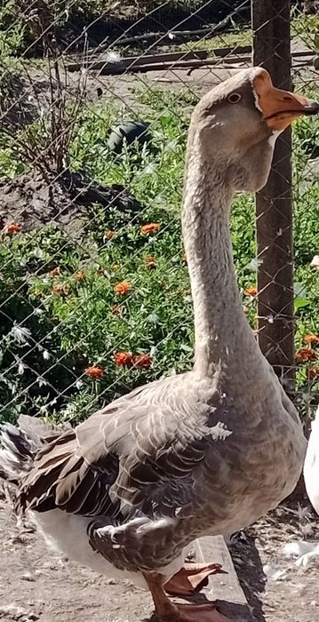 Гусак Холмогора робочій