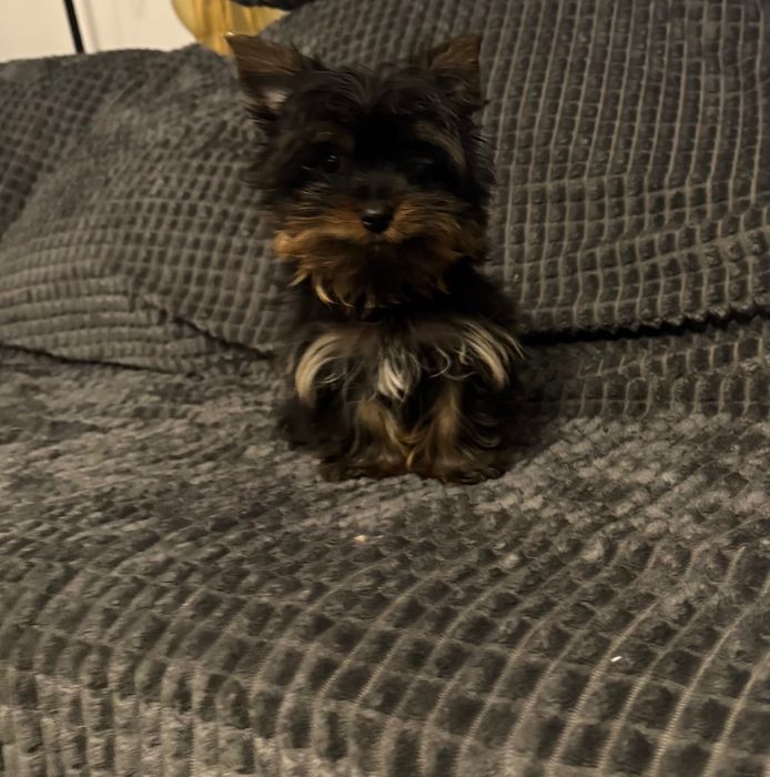 Yorkshire terrier mini xxs 5 miesięczny z rodowodem