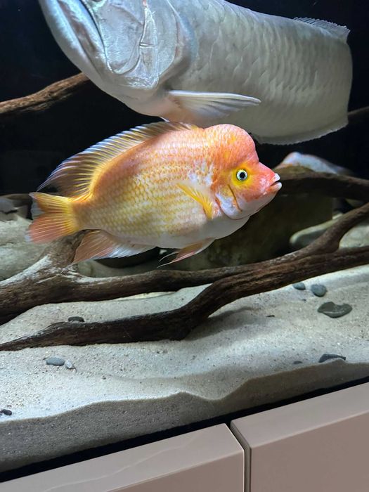 Pielęgnica Cytrynowa-labiatus