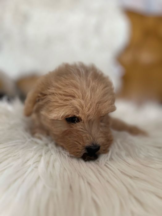 Maltipoo- suczka