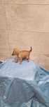 Pinscher super miniatura menina
