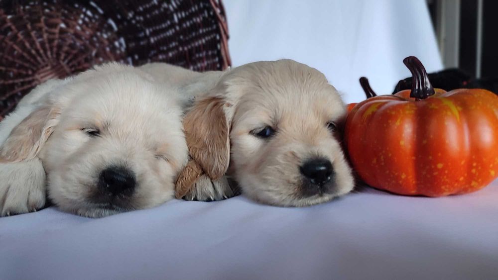 Golden Retriever szczenię do rezerwacji