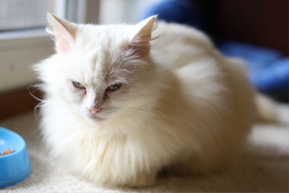 Котик мальчик 3 годика Альбинос белый