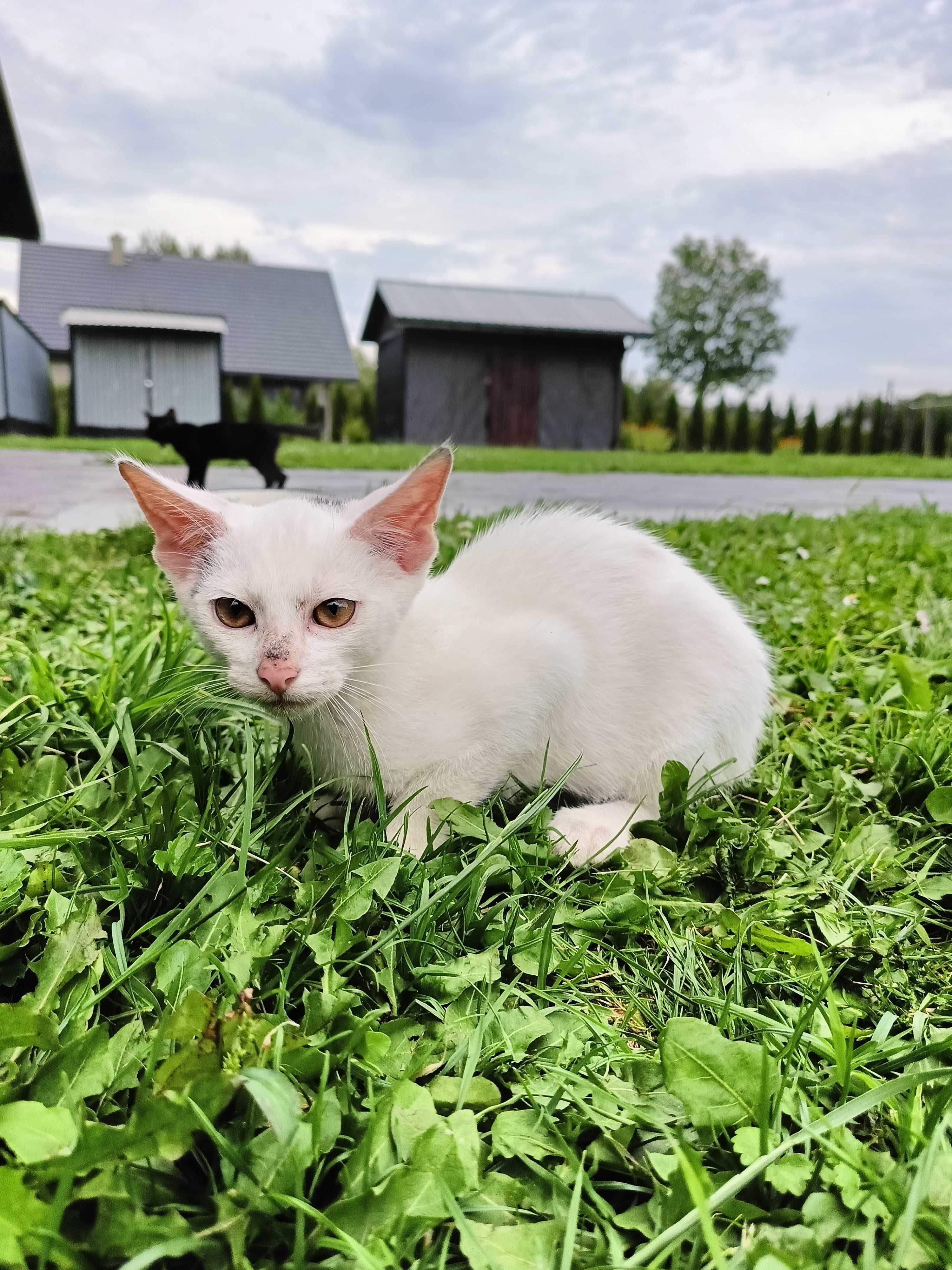 Oddam w dobre ręce dwa kociaki
