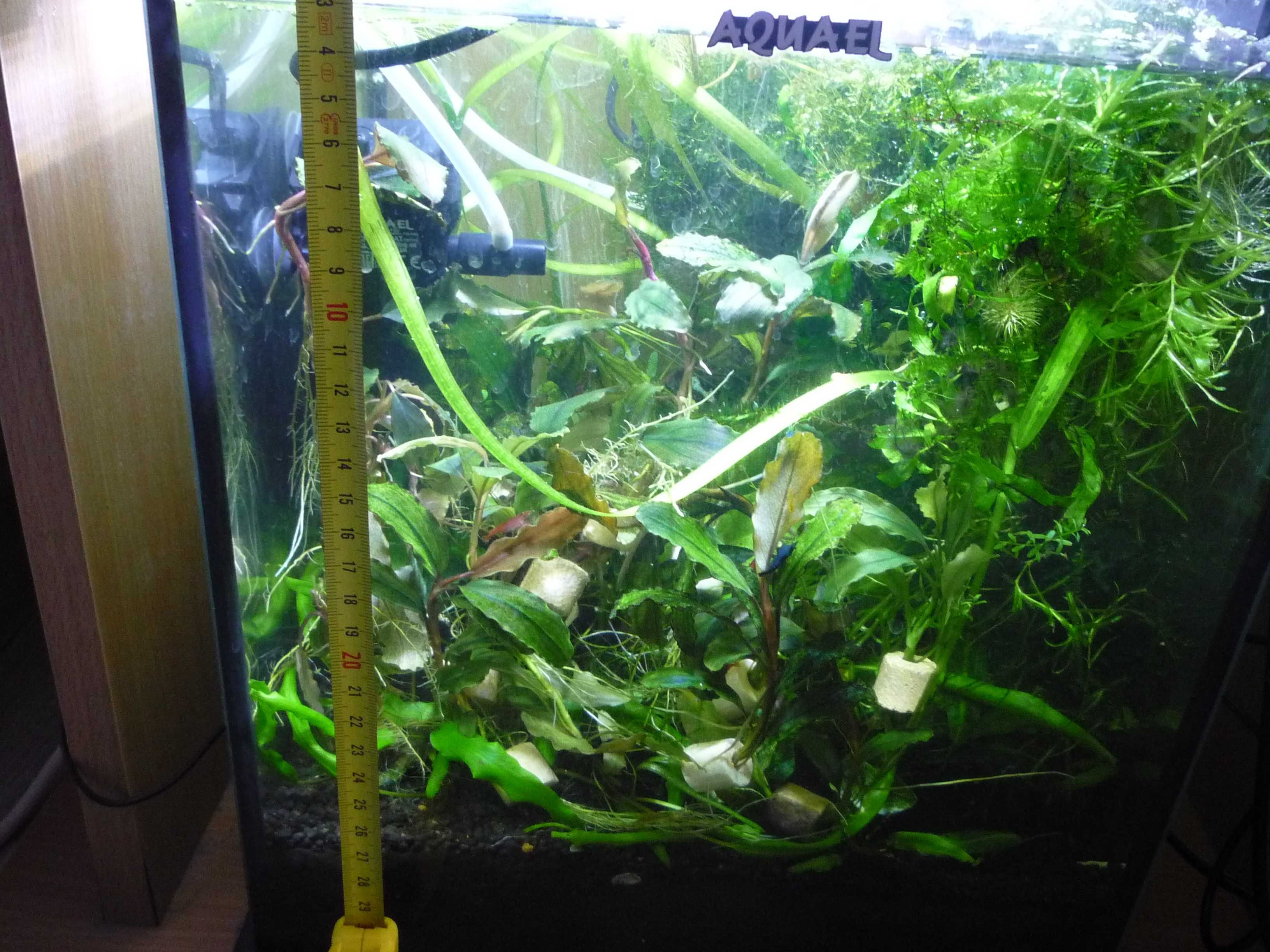 Bucephalandra  6-7 cm+GRATIS