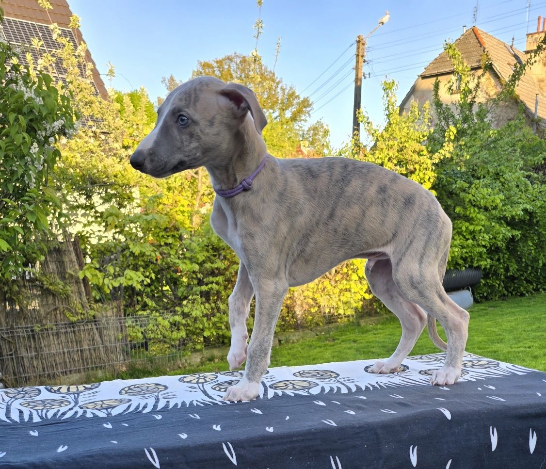 Whippet piesek FCI
