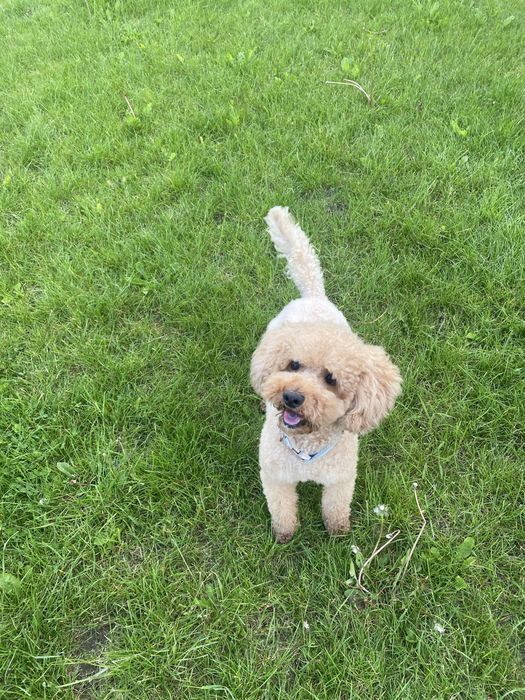 Reproduktor pudel miniaturowy