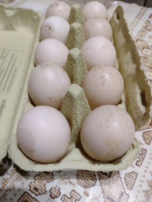 Jaja jajka lęgowe kaczek piżmowych