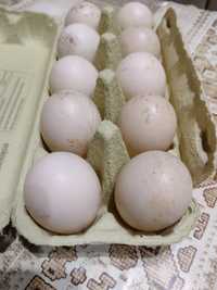 Jaja jajka lęgowe kaczek piżmowych, francuskich, od ładnych kaczek