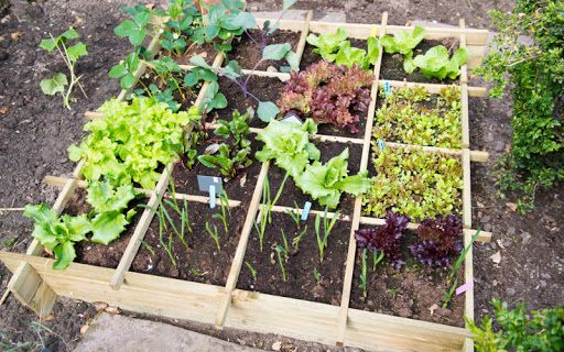 Jardineiro - Limpeza e manutenção de jardins e Hortas biológicas