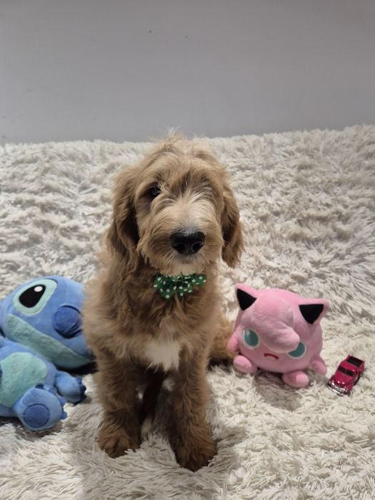 Goldendoodle f1 standard
