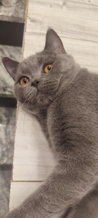 Kocur brytyjski niebieski wykastrowany