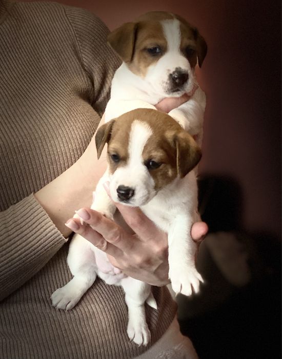 Джек Рассел