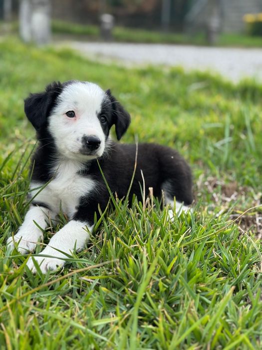 Border Collie preto e branco