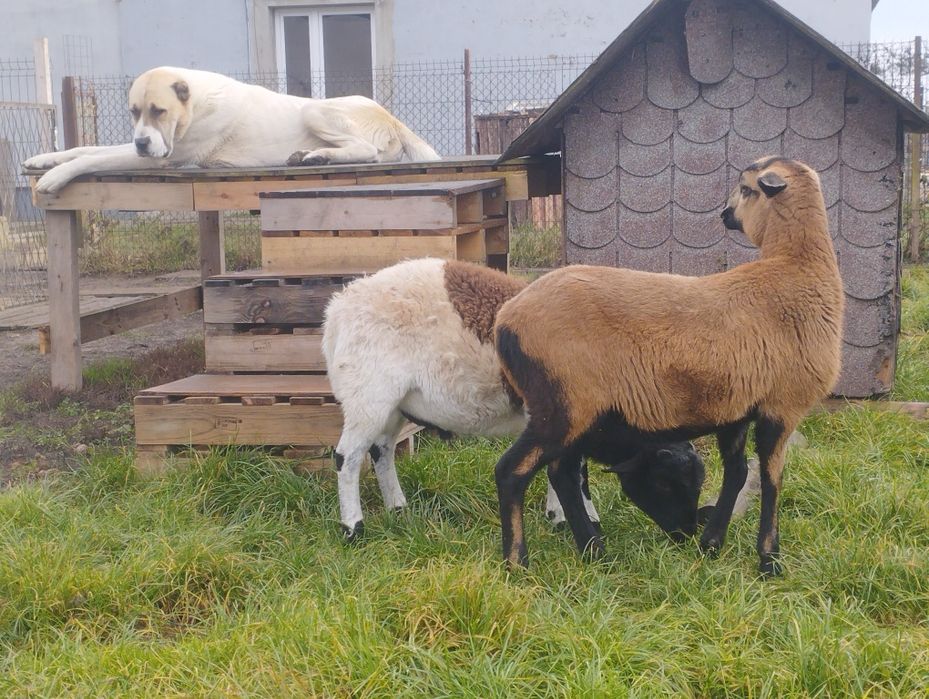 Szczenię Owczarek Środkowoazjatycki