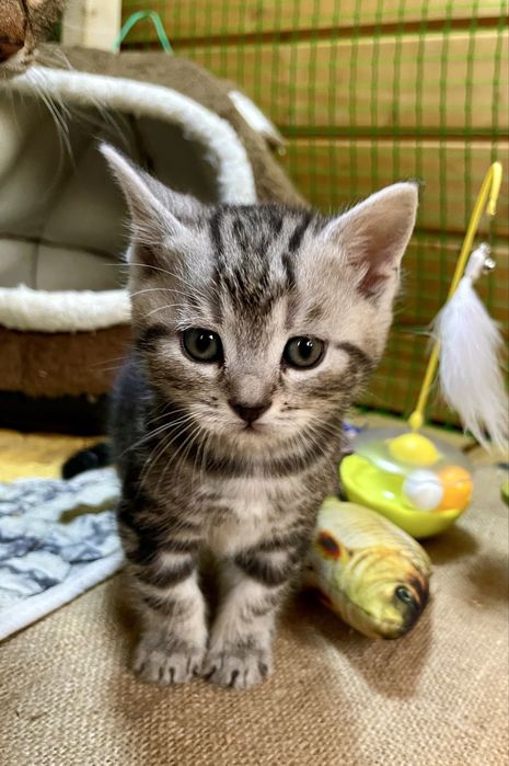 Маленьке кицинятко шукає друга