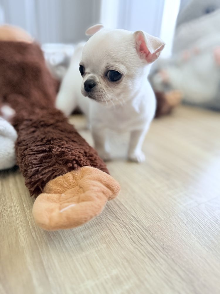 Piesek Chihuahua xs z prawdziwym rodowodem ZKwP FCI