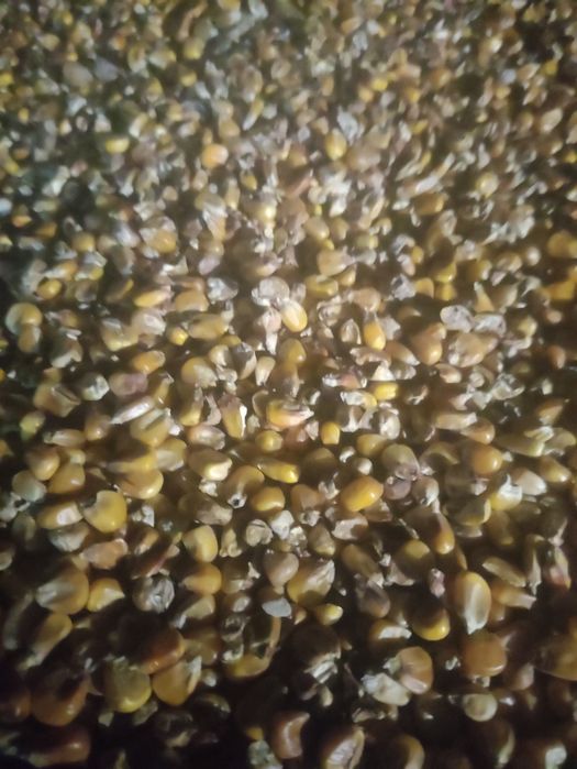 Kukurydza na sprzedaż