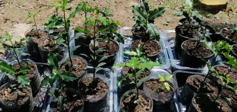 Azevinho - planta em vaso