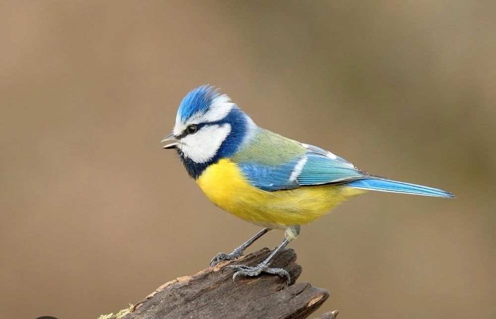 Chapim Azul (cyanistes caeruleus)